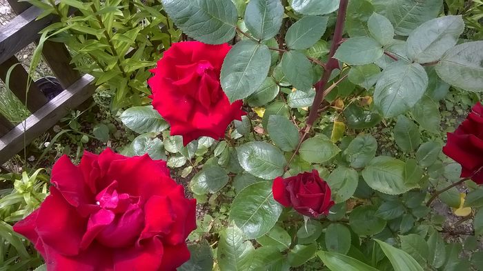 WP_20160611_10_42_04_Pro - A trandafirii mei