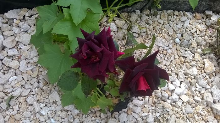 WP_20160611_10_42_48_Pro - A trandafirii mei