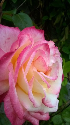 WP_20160613_16_29_27_Pro