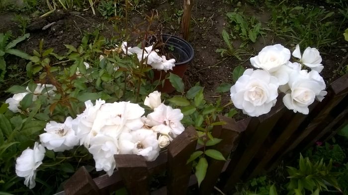 WP_20160613_16_30_00_Pro