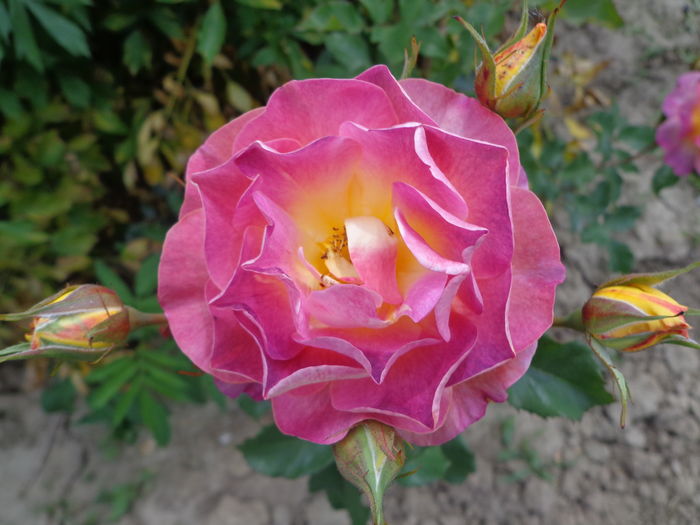 DSC03821 - A-TRANDAFIRI 2016