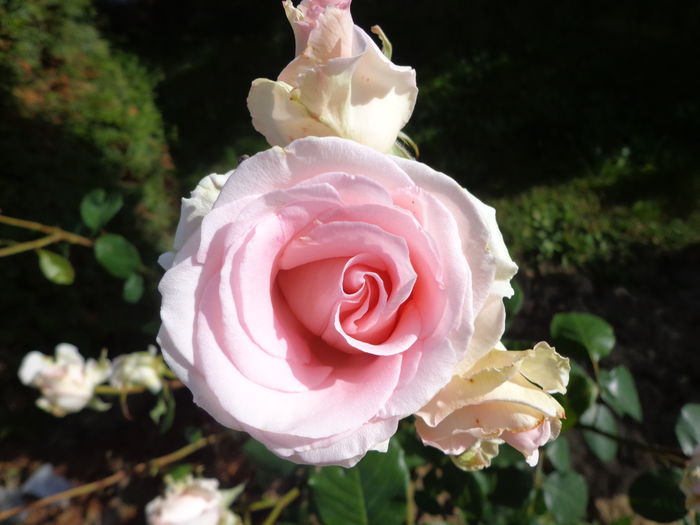 DSC03854 - A-TRANDAFIRI 2016