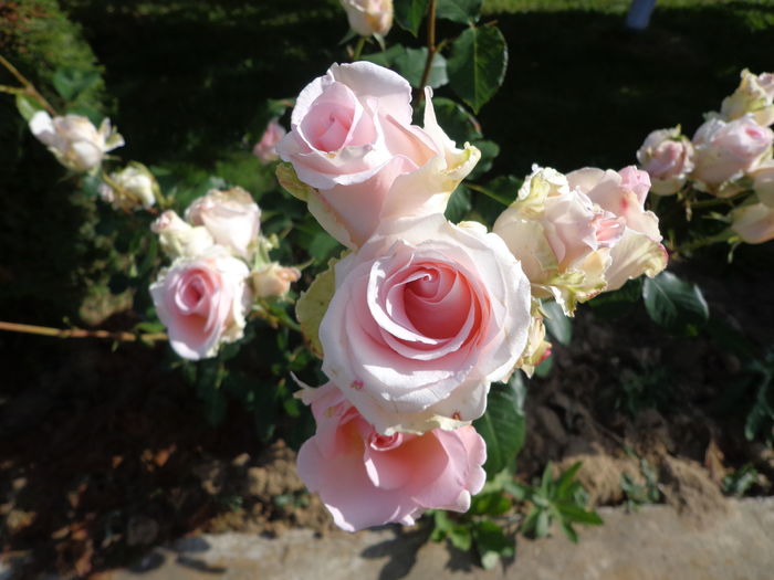 DSC03858 - A-TRANDAFIRI 2016