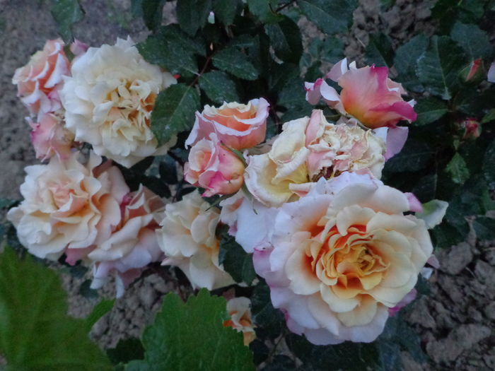 DSC03899 - A-TRANDAFIRI 2016