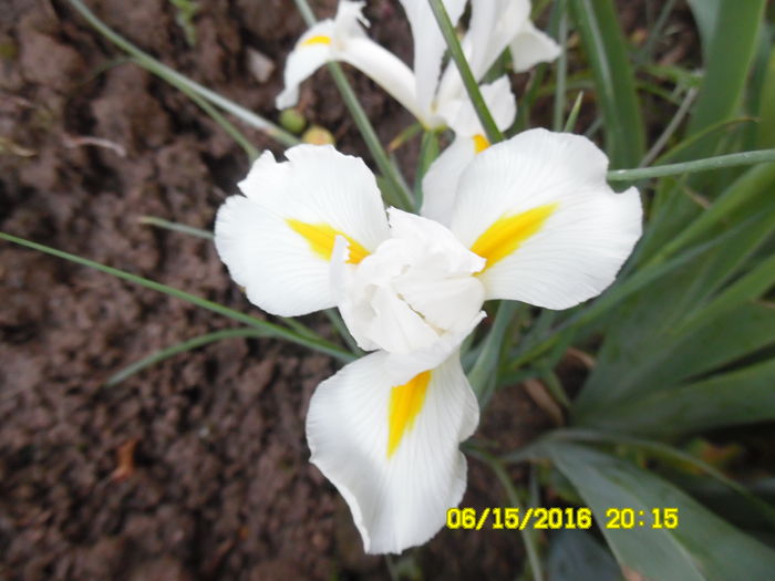 Iris hollandica white (iris alb pitic)