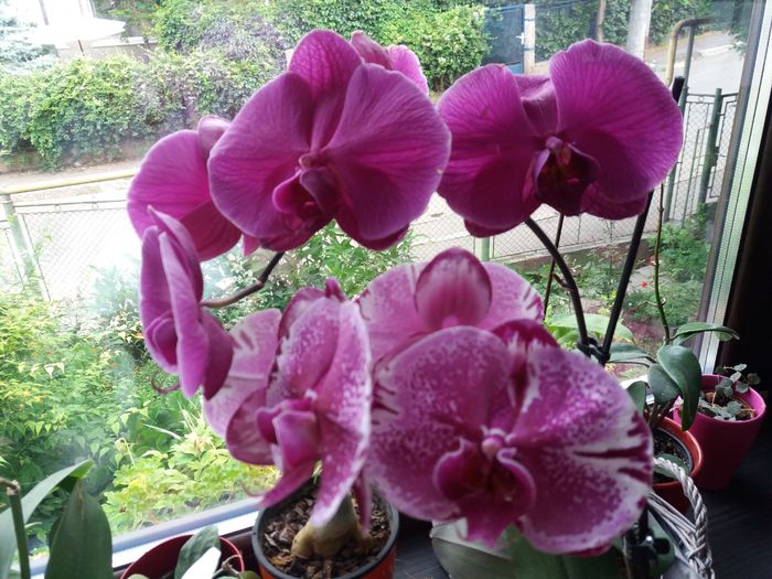 20160616_071813 - Orhidee