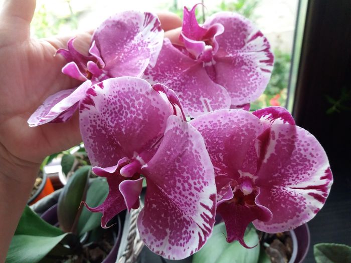 20160616_071836 - Orhidee