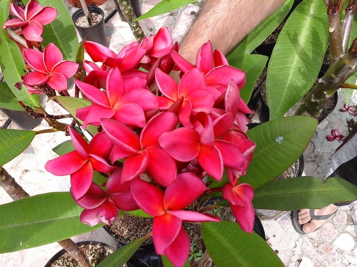 20160608_150836 - Plumeria - Red