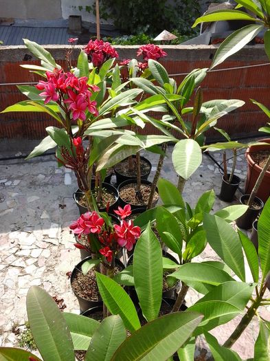 20160610_165747 - Plumeria - Red