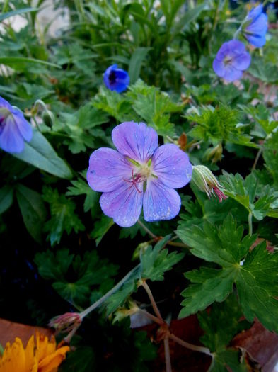  - Din iunie si iulie