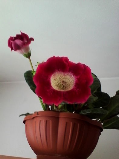 IMG_20160615_092212 - Gloxinia Tigrina Red 1