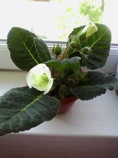 IMG_20160615_091003 - Gloxinia Blanc 3