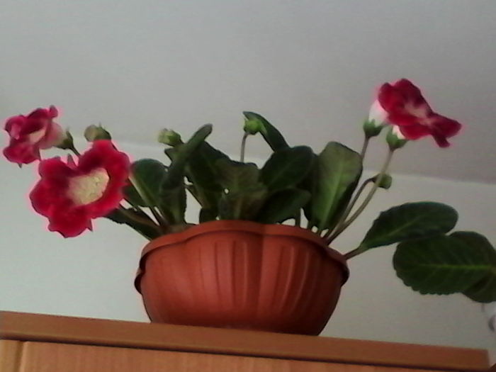 IMG_20160616_080030 - Gloxinia Tigrina Red 1