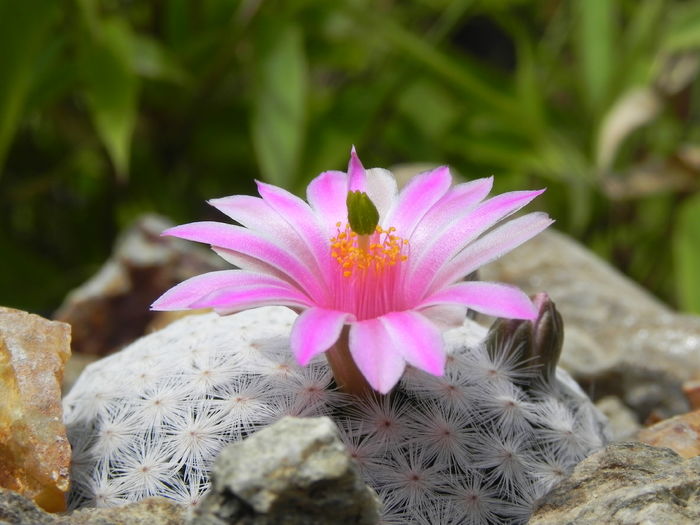 Mammillaria herrerae