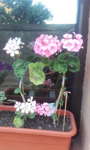 20160615_191502 - muscate 2016