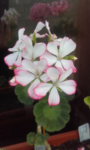 20160615_191436 - muscate 2016