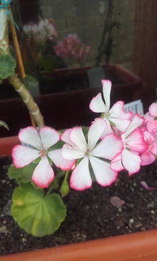 20160615_191447 - muscate 2016