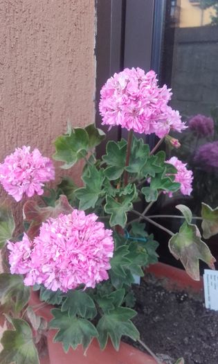 20160615_191507 - muscate 2016