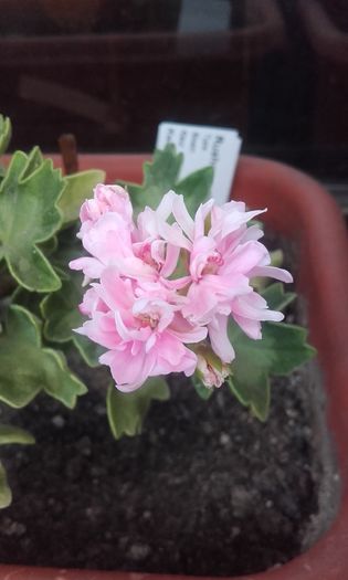 rushmoor rhapsody - muscate 2016