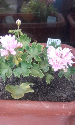 20160615_191652 - muscate 2016
