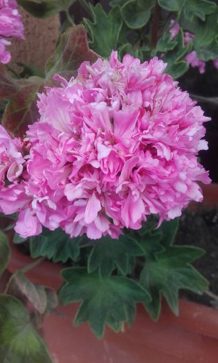 20160615_191701 - muscate 2016