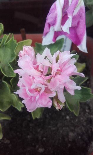 20160615_191529 - muscate 2016