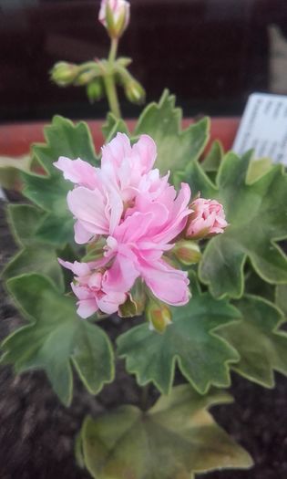 20160615_191536 - muscate 2016