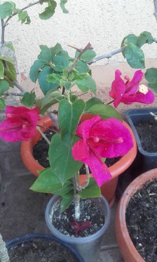 20160615_204903 - flori 2016