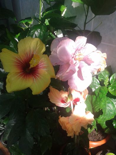 20160616_094407 - HIBISCUS 2016