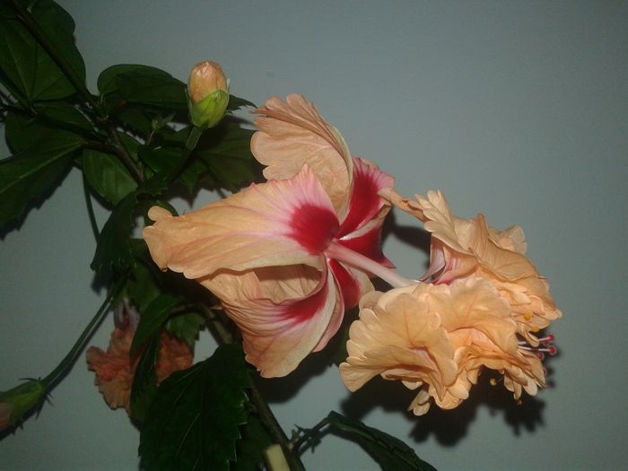 20160616_094440 - Hibiscus El Capitolio Orange