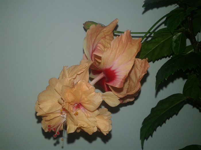 20160616_094502 - Hibiscus El Capitolio Orange