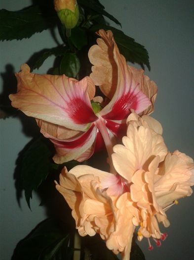 20160616_094603 - Hibiscus El Capitolio Orange