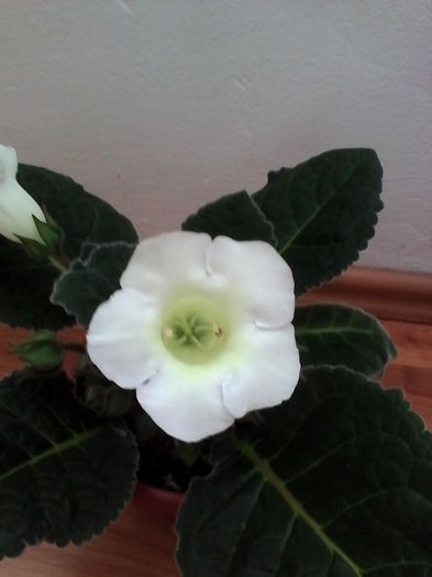 IMG_20160616_094753 - Gloxinia Blanc 3