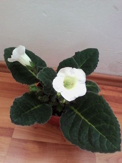 IMG_20160616_094758 - Gloxinia Blanc 3