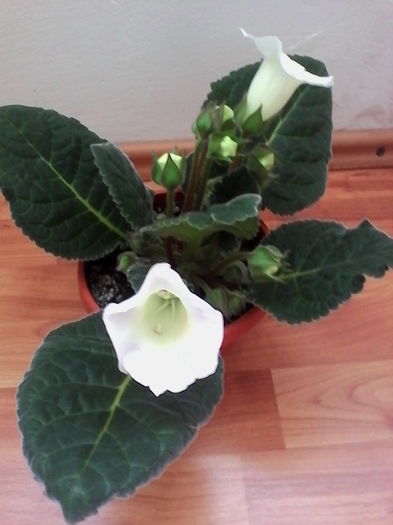 IMG_20160616_094808 - Gloxinia Blanc 3