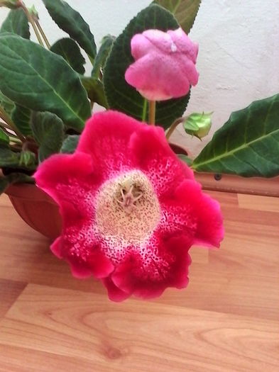 IMG_20160616_094614 - Gloxinia Tigrina Red 1