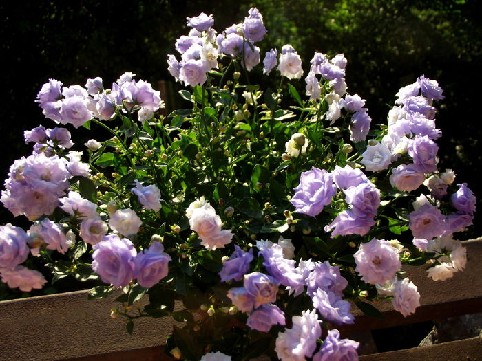 campanula blue wonder.