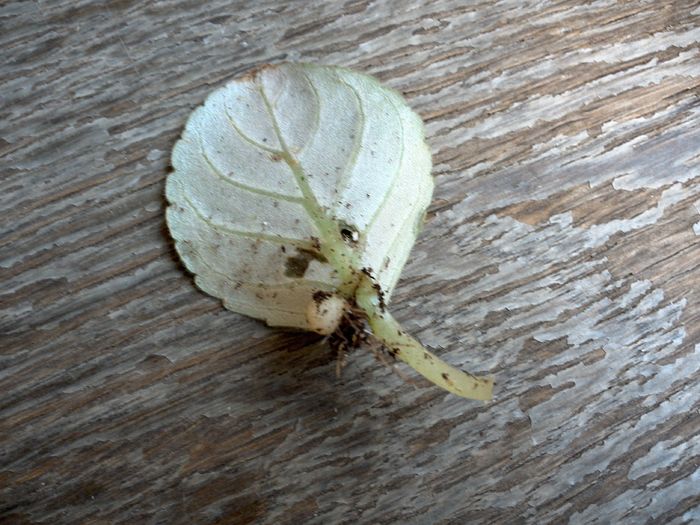 am smuls frunzulita ca era mai mult in pamant ..