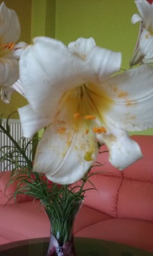 006 - Flori 2016
