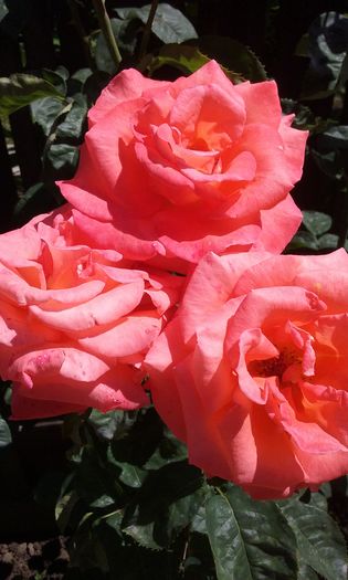 010 - Flori 2016