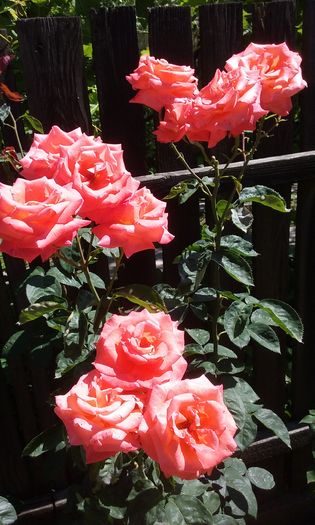 009 - Flori 2016
