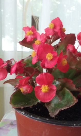 025 - Flori 2016