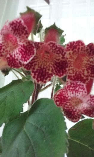 039 - Flori 2016