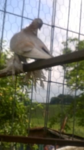 WP_20160614_016 - JDB 2016