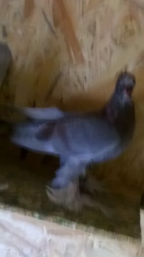 WP_20160614_020 - JDB 2016