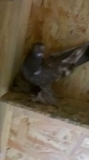 WP_20160614_024 - JDB 2016