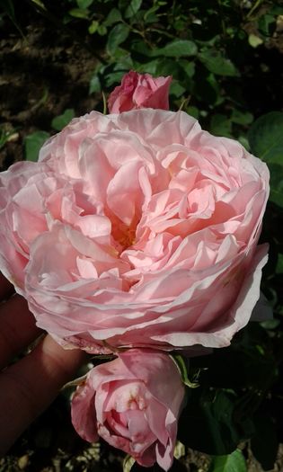 20160616_103444 - DAMES DE CHENONCEAU