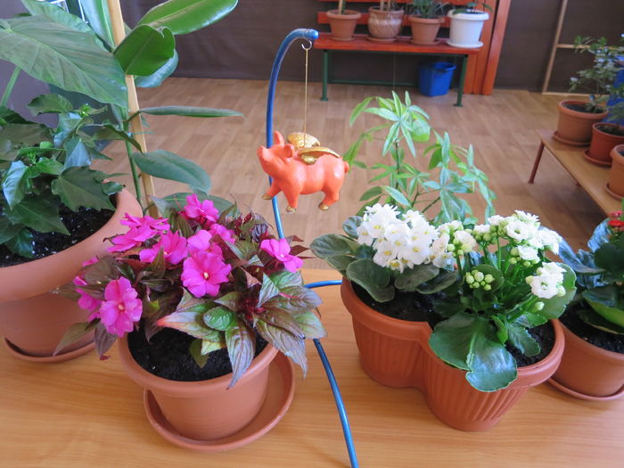 IMG_8429 - Purcelusul zburator