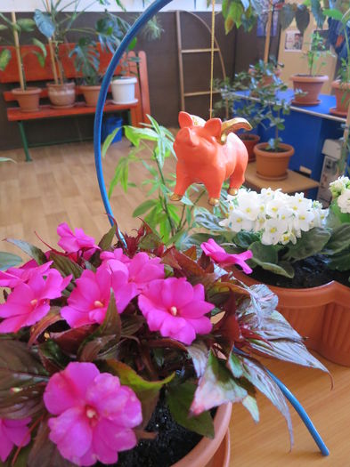 IMG_8430 - Purcelusul zburator