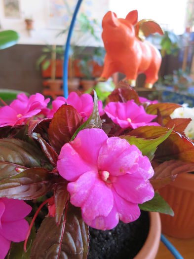 IMG_8437 - Purcelusul zburator